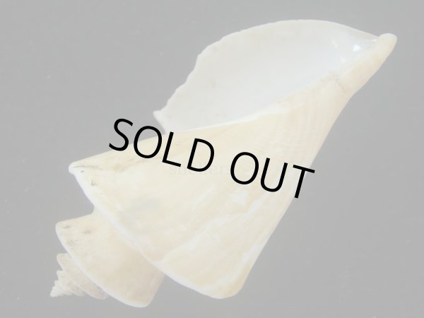 画像3: チマキボラ(Thatcheria mirabilis) 大　美品 (3)