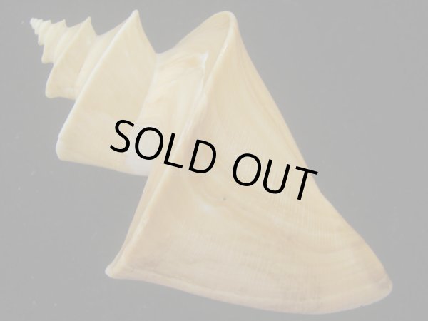 画像2: チマキボラ(Thatcheria mirabilis) 大　特美品 (2)