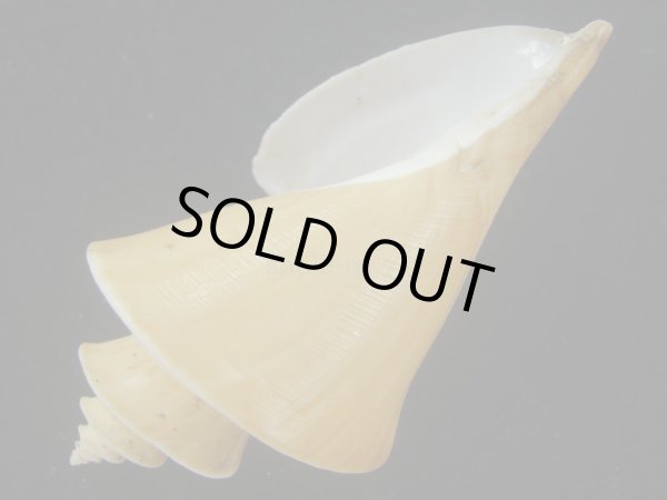 画像3: チマキボラ(Thatcheria mirabilis) 大　特美品 (3)