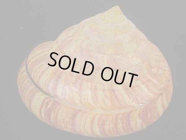 画像3: リュウグウオキナエビス(Entemnotrochus rumphii) 156ｍｍ　大　濃色　超扁平　美品 (3)