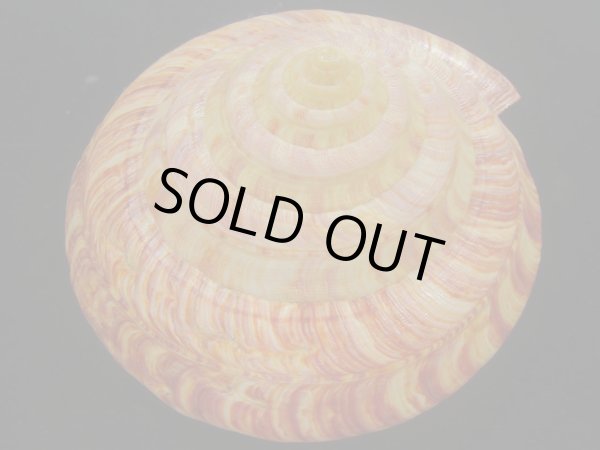 画像4: リュウグウオキナエビス(Entemnotrochus rumphii) 156ｍｍ　大　濃色　超扁平　美品 (4)