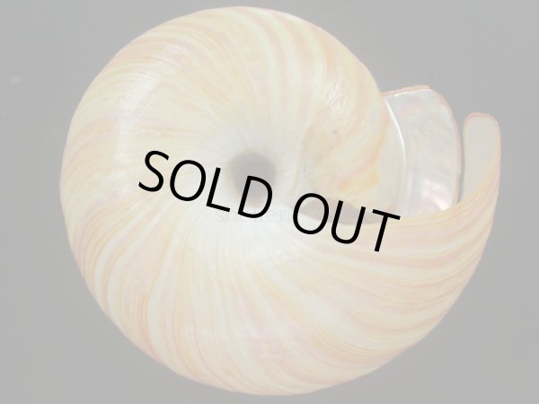 画像5: リュウグウオキナエビス(Entemnotrochus rumphii) 156ｍｍ　大　濃色　超扁平　美品 (5)