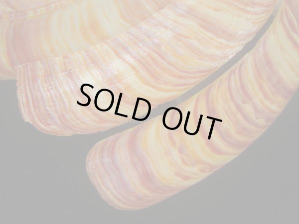 画像6: リュウグウオキナエビス(Entemnotrochus rumphii) 156ｍｍ　大　濃色　超扁平　美品 (6)