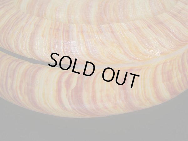 画像7: リュウグウオキナエビス(Entemnotrochus rumphii) 156ｍｍ　大　濃色　超扁平　美品 (7)