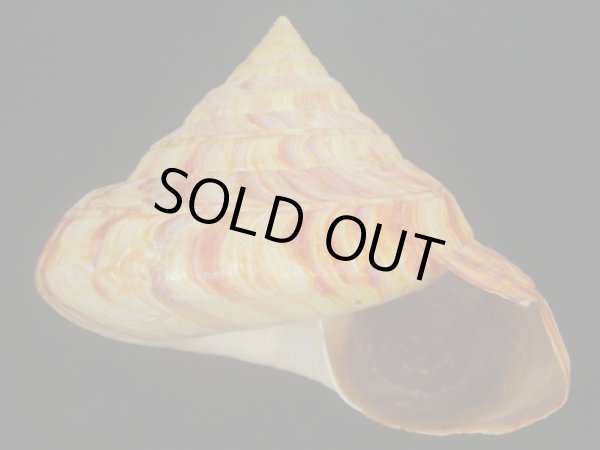 画像1: リュウグウオキナエビス(Entemnotrochus rumphii) 136ｍｍ　濃色　美品 (1)