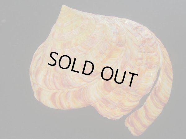 画像2: リュウグウオキナエビス(Entemnotrochus rumphii) 136ｍｍ　濃色　美品 (2)