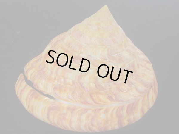 画像3: リュウグウオキナエビス(Entemnotrochus rumphii) 136ｍｍ　濃色　美品 (3)