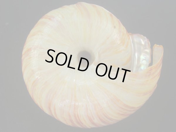 画像5: リュウグウオキナエビス(Entemnotrochus rumphii) 136ｍｍ　濃色　美品 (5)