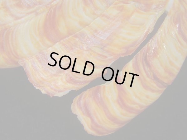 画像6: リュウグウオキナエビス(Entemnotrochus rumphii) 136ｍｍ　濃色　美品 (6)