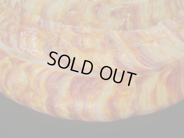 画像8: リュウグウオキナエビス(Entemnotrochus rumphii) 136ｍｍ　濃色　美品 (8)