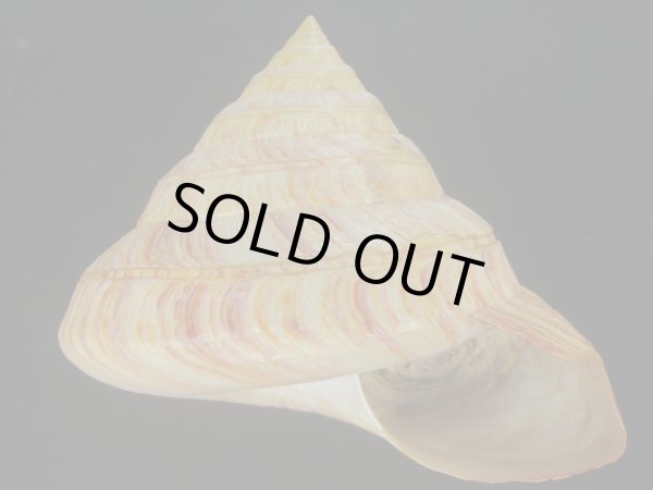 画像1: リュウグウオキナエビス(Entemnotrochus rumphii) 165ｍｍ　特大　特美品 (1)