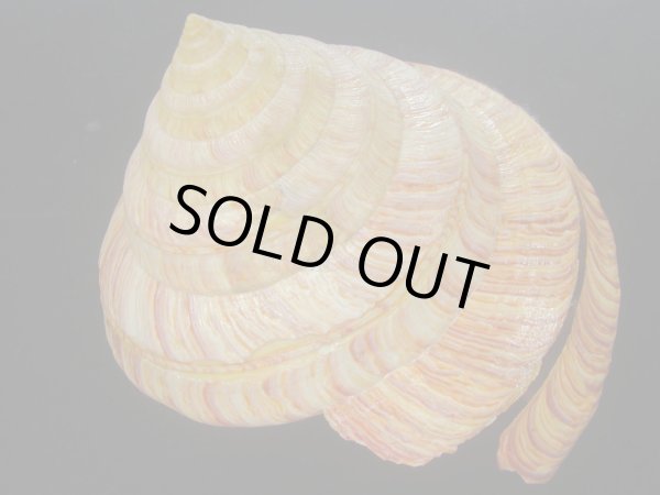 画像2: リュウグウオキナエビス(Entemnotrochus rumphii) 165ｍｍ　特大　特美品 (2)