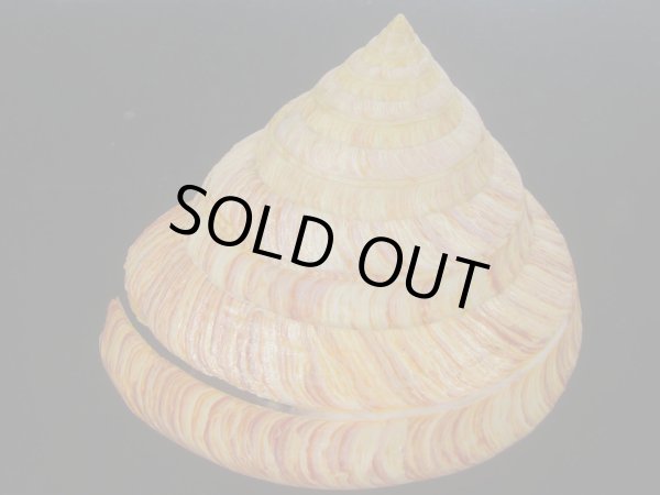 画像3: リュウグウオキナエビス(Entemnotrochus rumphii) 165ｍｍ　特大　特美品 (3)