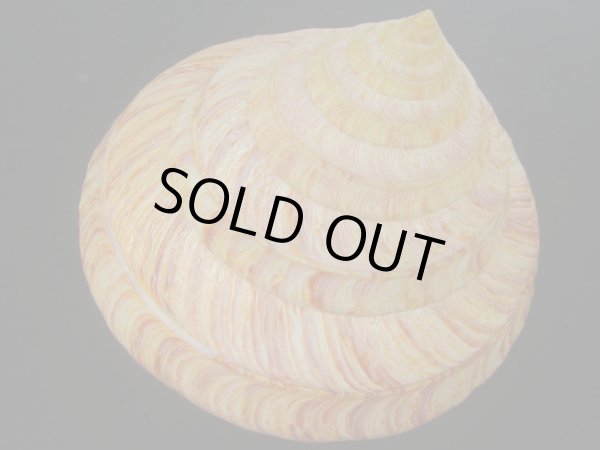 画像4: リュウグウオキナエビス(Entemnotrochus rumphii) 165ｍｍ　特大　特美品 (4)