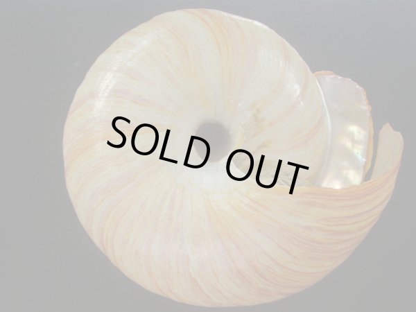 画像5: リュウグウオキナエビス(Entemnotrochus rumphii) 165ｍｍ　特大　特美品 (5)