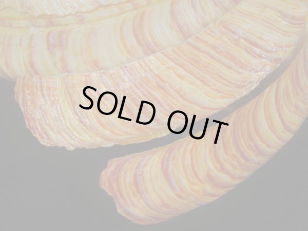 画像6: リュウグウオキナエビス(Entemnotrochus rumphii) 165ｍｍ　特大　特美品 (6)