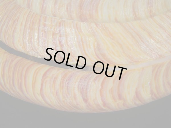 画像7: リュウグウオキナエビス(Entemnotrochus rumphii) 165ｍｍ　特大　特美品 (7)