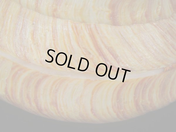 画像8: リュウグウオキナエビス(Entemnotrochus rumphii) 165ｍｍ　特大　特美品 (8)