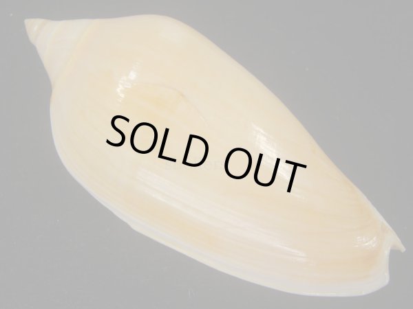 画像2: コハクボラ(Provocator mirabilis)  (2)