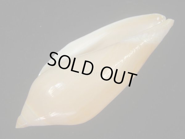 画像3: コハクボラ(Provocator mirabilis)  (3)