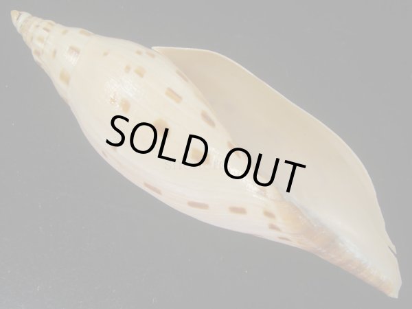 画像1: ワダツミリュウグウボラ(Scaphlla dubia kieneri) 難ありだけど大 (1)