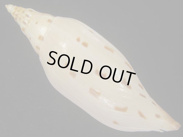 画像2: ワダツミリュウグウボラ(Scaphlla dubia kieneri) 難ありだけど大 (2)