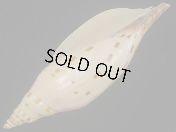 画像3: ワダツミリュウグウボラ(Scaphlla dubia kieneri) 難ありだけど大 (3)