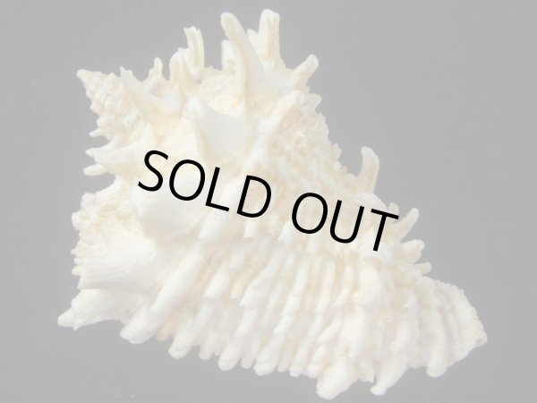 画像2: カブトコブシ(Vasum cassiformis) 97.5ｍｍ　特大　美品 (2)