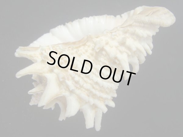 画像3: カブトコブシ(Vasum cassiformis) 97.5ｍｍ　特大　美品 (3)