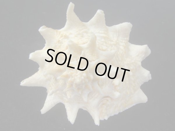 画像4: カブトコブシ(Vasum cassiformis) 97.5ｍｍ　特大　美品 (4)