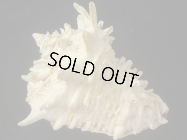 画像2: カブトコブシ(Vasum cassiformis) 96ｍｍ　特大　特老成　美品 (2)