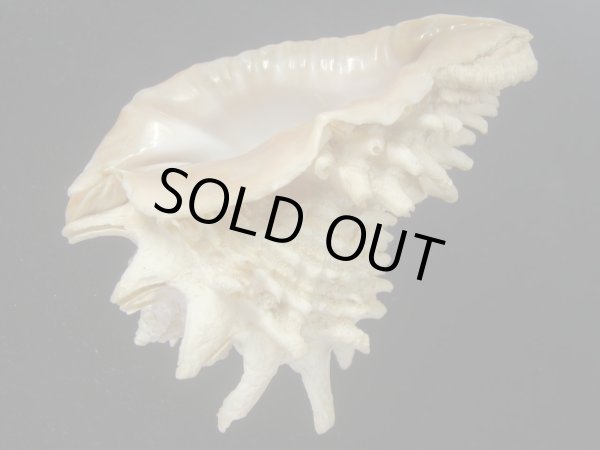 画像3: カブトコブシ(Vasum cassiformis) 96ｍｍ　特大　特老成　美品 (3)