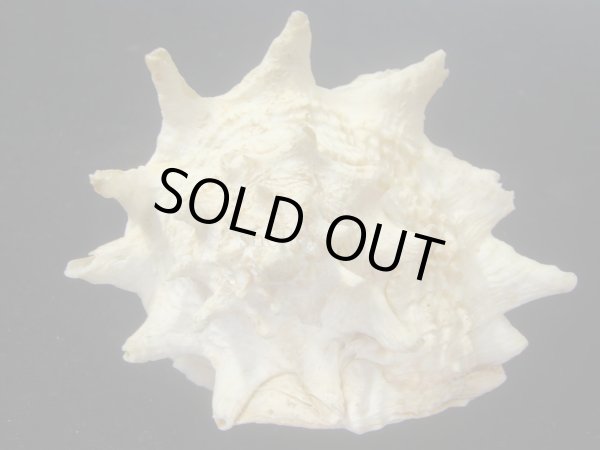 画像4: カブトコブシ(Vasum cassiformis) 96ｍｍ　特大　特老成　美品 (4)