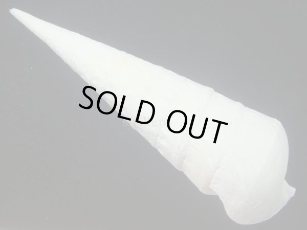 画像2: エンマノツノガイ(Campanile symbolicum) 大　美品 (2)