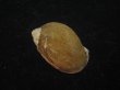 画像2: ヒメモスソガイ(Volutharpa ampullacea) 美品 (2)