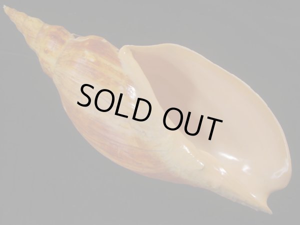 画像1: テングボラ(Adelomelon beckii) 420ｍｍ　超特大　老成　美品　約1,030ｇ (1)