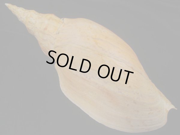 画像2: テングボラ(Adelomelon beckii) 420ｍｍ　超特大　老成　美品　約1,030ｇ (2)