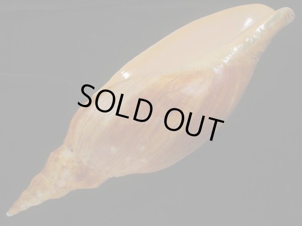 画像3: テングボラ(Adelomelon beckii) 420ｍｍ　超特大　老成　美品　約1,030ｇ (3)