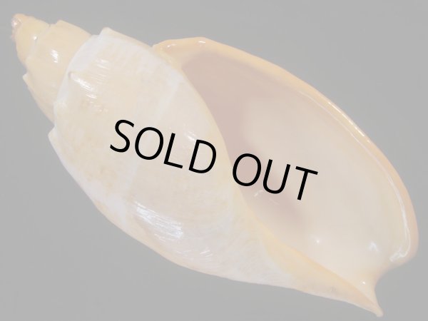 画像1: コットンボラ(Livonia nodiplicata) 320ｍｍ　大　老成　特美品　約620ｇ (1)