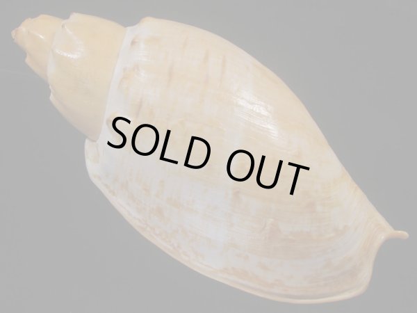 画像2: コットンボラ(Livonia nodiplicata) 320ｍｍ　大　老成　特美品　約620ｇ (2)