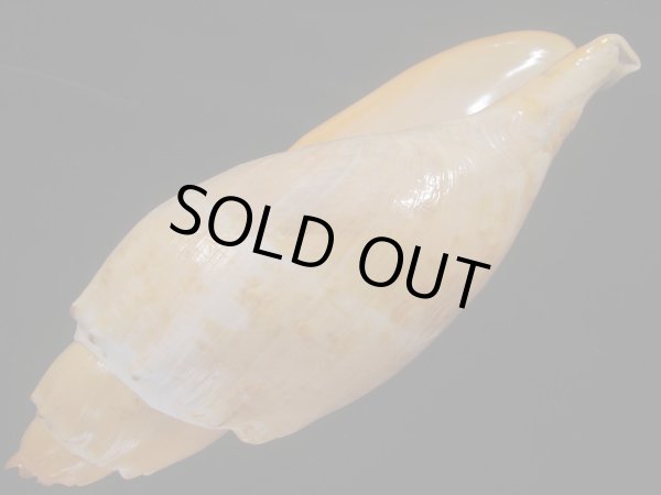 画像3: コットンボラ(Livonia nodiplicata) 320ｍｍ　大　老成　特美品　約620ｇ (3)