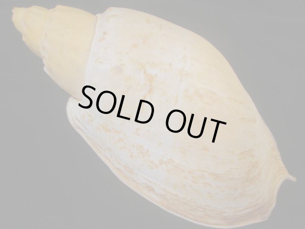 画像2: コットンボラ(Livonia nodiplicata) 410ｍｍ　特大　老成　美品　約1,245ｇ (2)