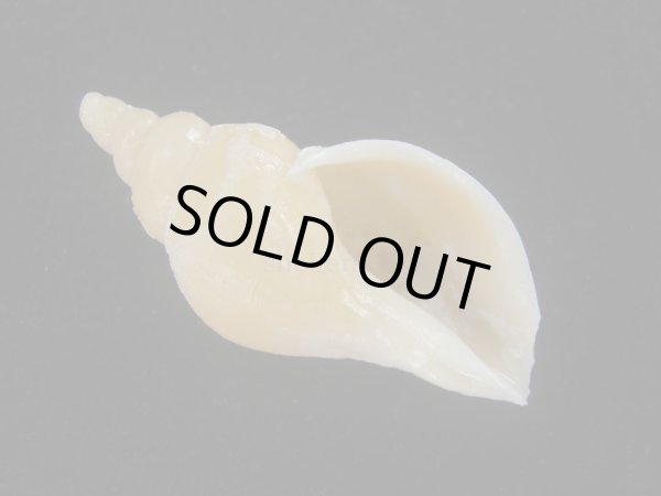 画像1: リクゼンボラ亜種(Volutopsius diminutus) 死殻だけど美品 (1)