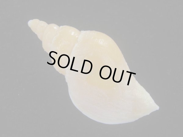 画像2: リクゼンボラ亜種(Volutopsius diminutus) 死殻だけど美品 (2)