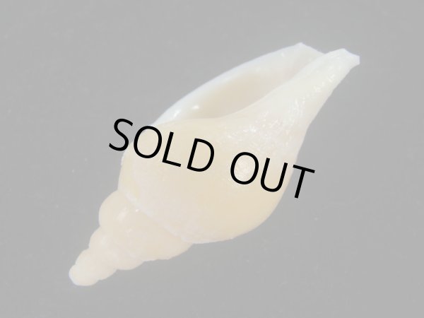 画像3: リクゼンボラ亜種(Volutopsius diminutus) 死殻だけど美品 (3)