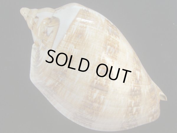 画像2: サラサメロンボラ(Cymbiola magnifica)　220ｍｍ　大　老成　美品 (2)