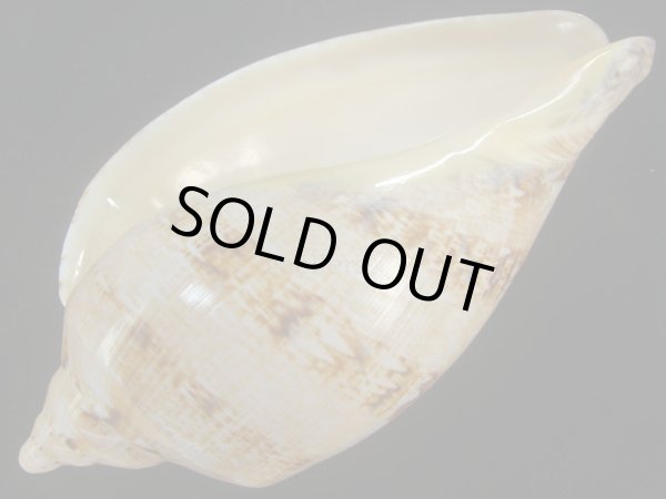 画像3: サラサメロンボラ(Cymbiola magnifica)　220ｍｍ　大　老成　美品 (3)