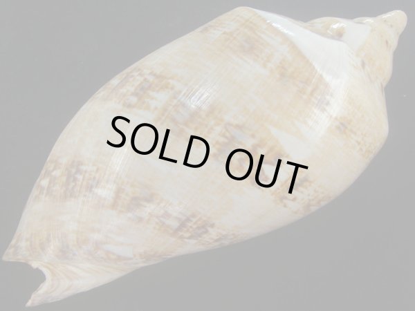 画像4: サラサメロンボラ(Cymbiola magnifica)　220ｍｍ　大　老成　美品 (4)