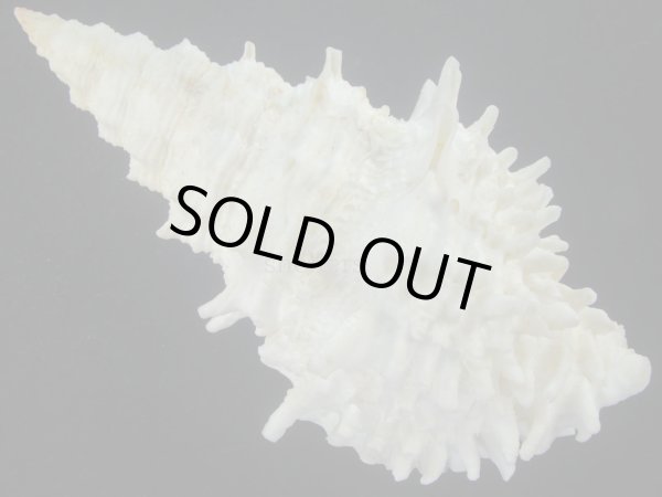 画像2: コガネオニコブシ(Altivasum flindersi) 176ｍｍ　死殻？だけど超特大　特美品 (2)