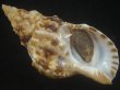 画像1: ゴウシュウボラ(Charonia lampas rubicunda) 美品 (1)